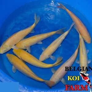 Koi variété Yellow KARACHIGOI